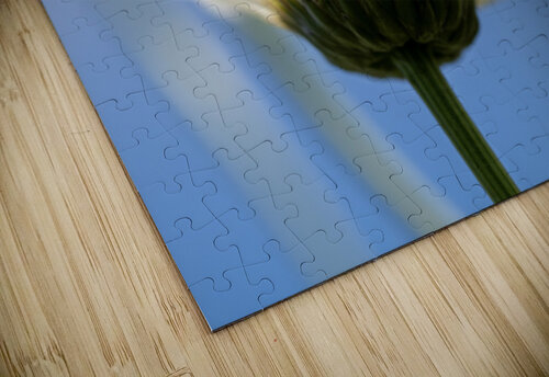 Oxeye Daisies Suzanne Bonin puzzle