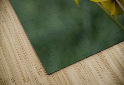Spring Forward Suzanne Bonin puzzle