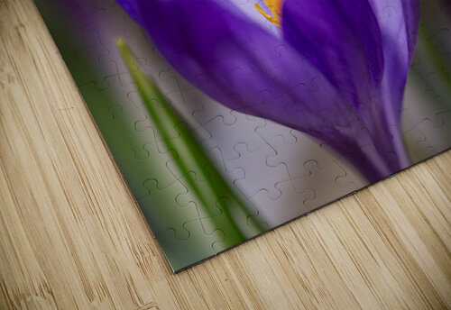 Crocus Closeup Suzanne Bonin puzzle
