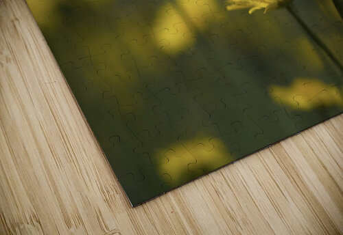 Field of Daisies Suzanne Bonin puzzle