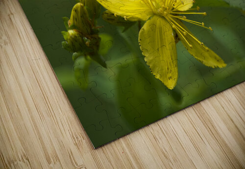 Goat Weed Suzanne Bonin puzzle