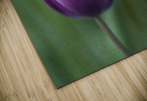 Plump Purple Tulip Suzanne Bonin puzzle