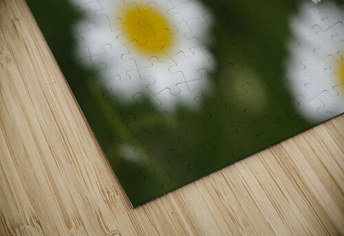 Common Daisies Suzanne Bonin puzzle