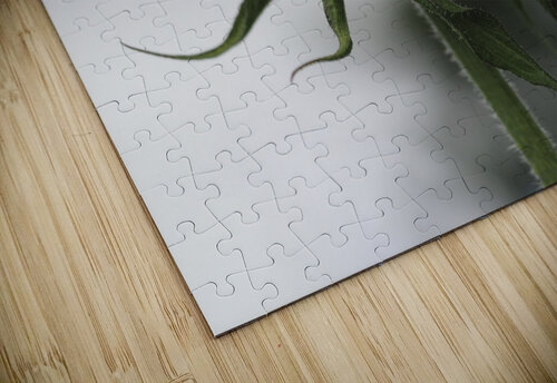 Sunflower Side View Suzanne Bonin puzzle