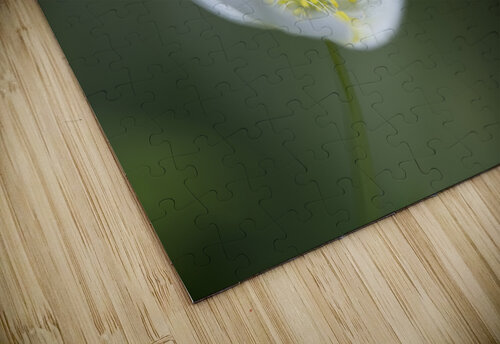 Lady in White Suzanne Bonin puzzle