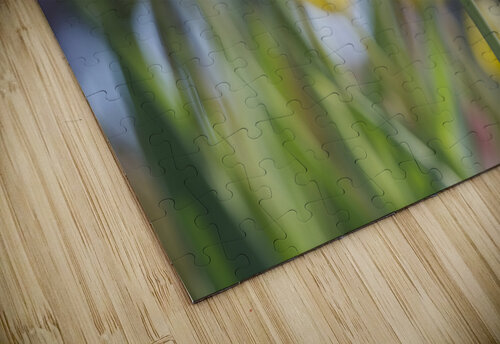 That One Suzanne Bonin puzzle