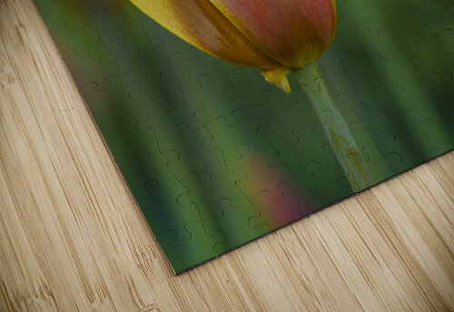 Siblings Suzanne Bonin puzzle