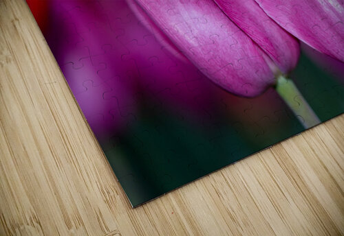 Two Amigos Suzanne Bonin puzzle