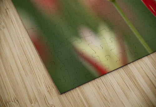 Tranquil Tulips Suzanne Bonin puzzle