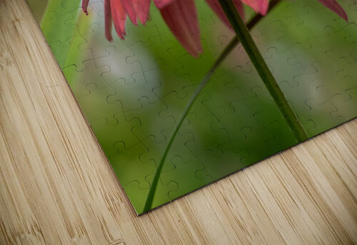 Cool One Suzanne Bonin puzzle