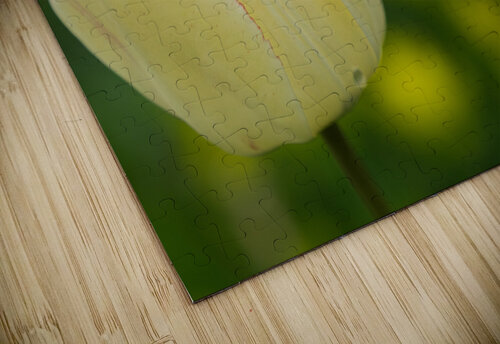 Elegant with Fringes Suzanne Bonin puzzle