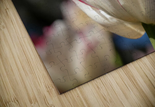 Classy One Suzanne Bonin puzzle