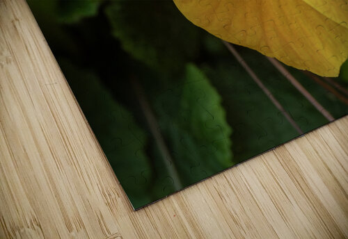 Call me Viola Suzanne Bonin puzzle