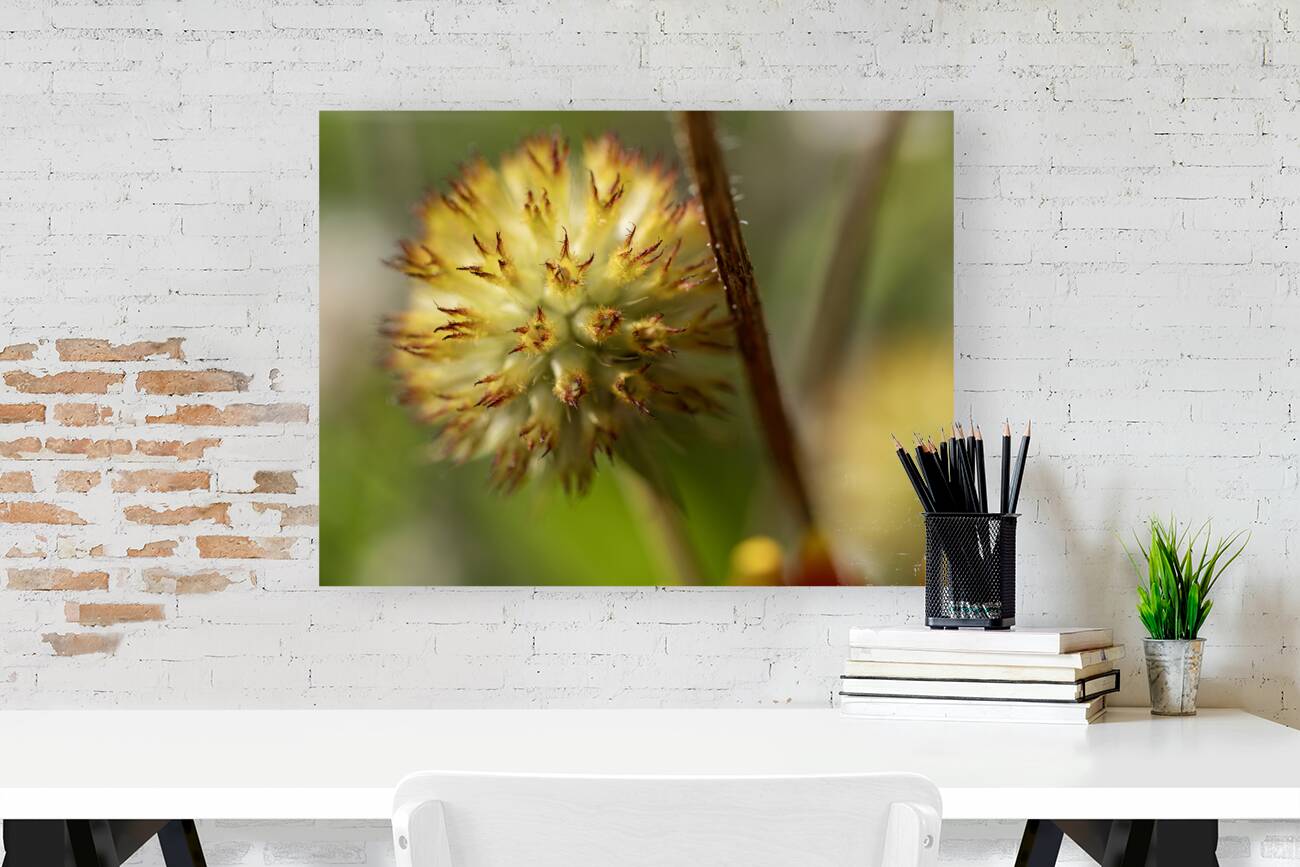 Blanketflower Reproduction