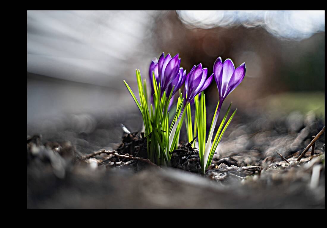 Crocus Reproduction