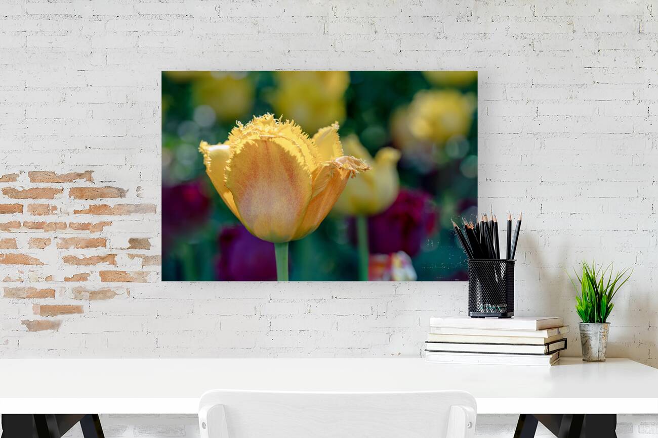 Fringed Blossom Reproduction