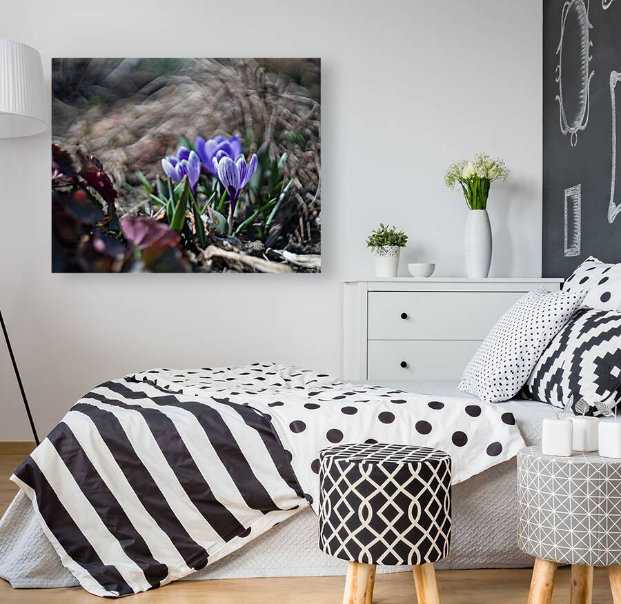 King of the Striped Reproduction