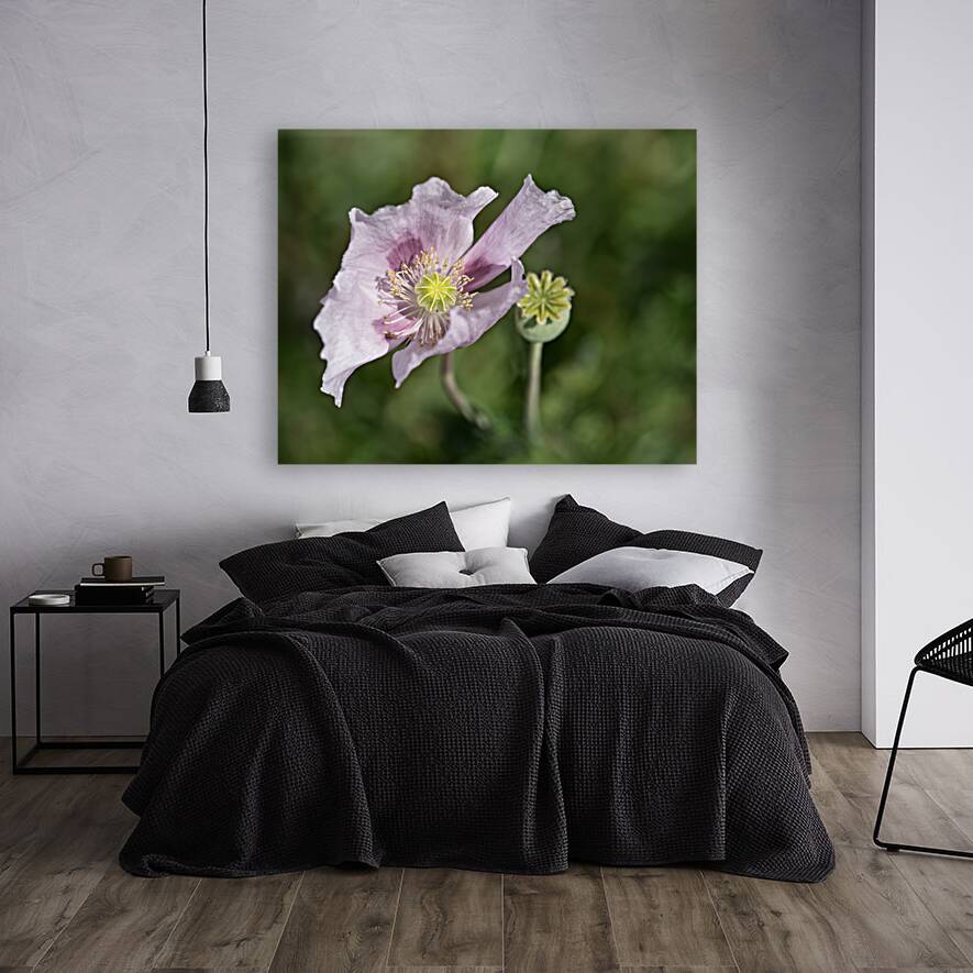 Pink Poppy Reproduction