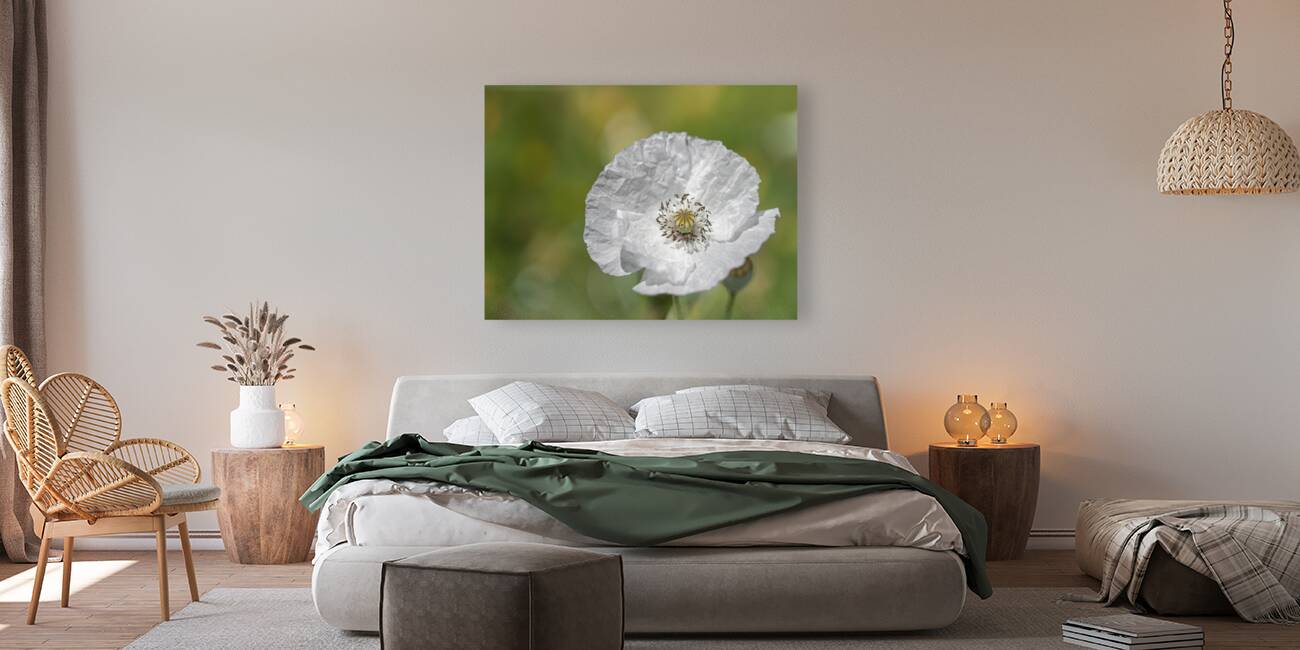 White Poppy Reproduction