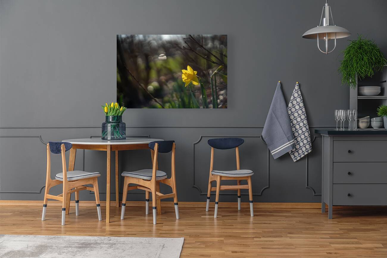 Daffodil Dreamscape Reproduction