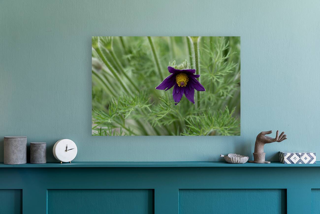 Purple Paradise Reproduction