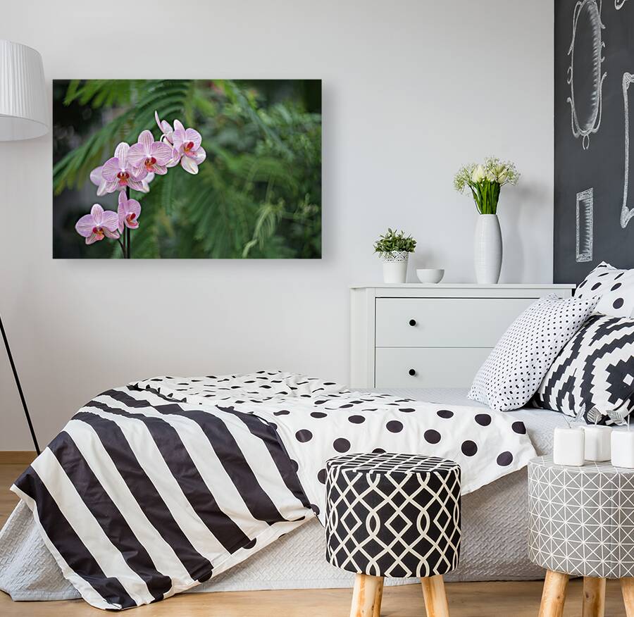 Orchid Reverie Reproduction