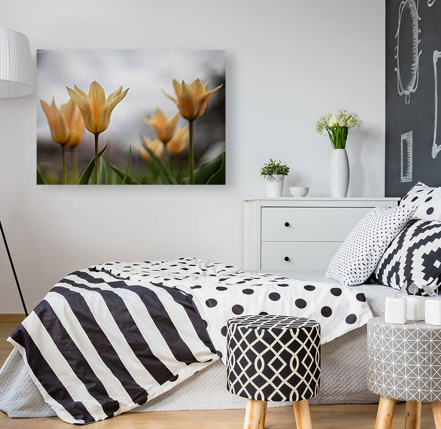 Amber Aurora Reproduction