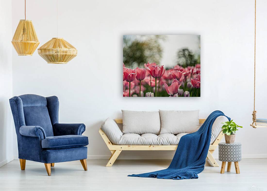  SBP8084 Reproduction