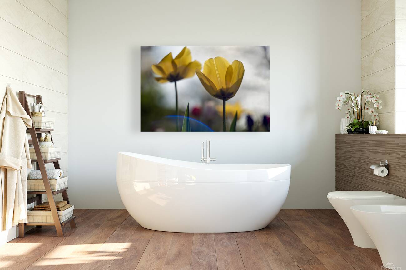  SBP7997 Reproduction