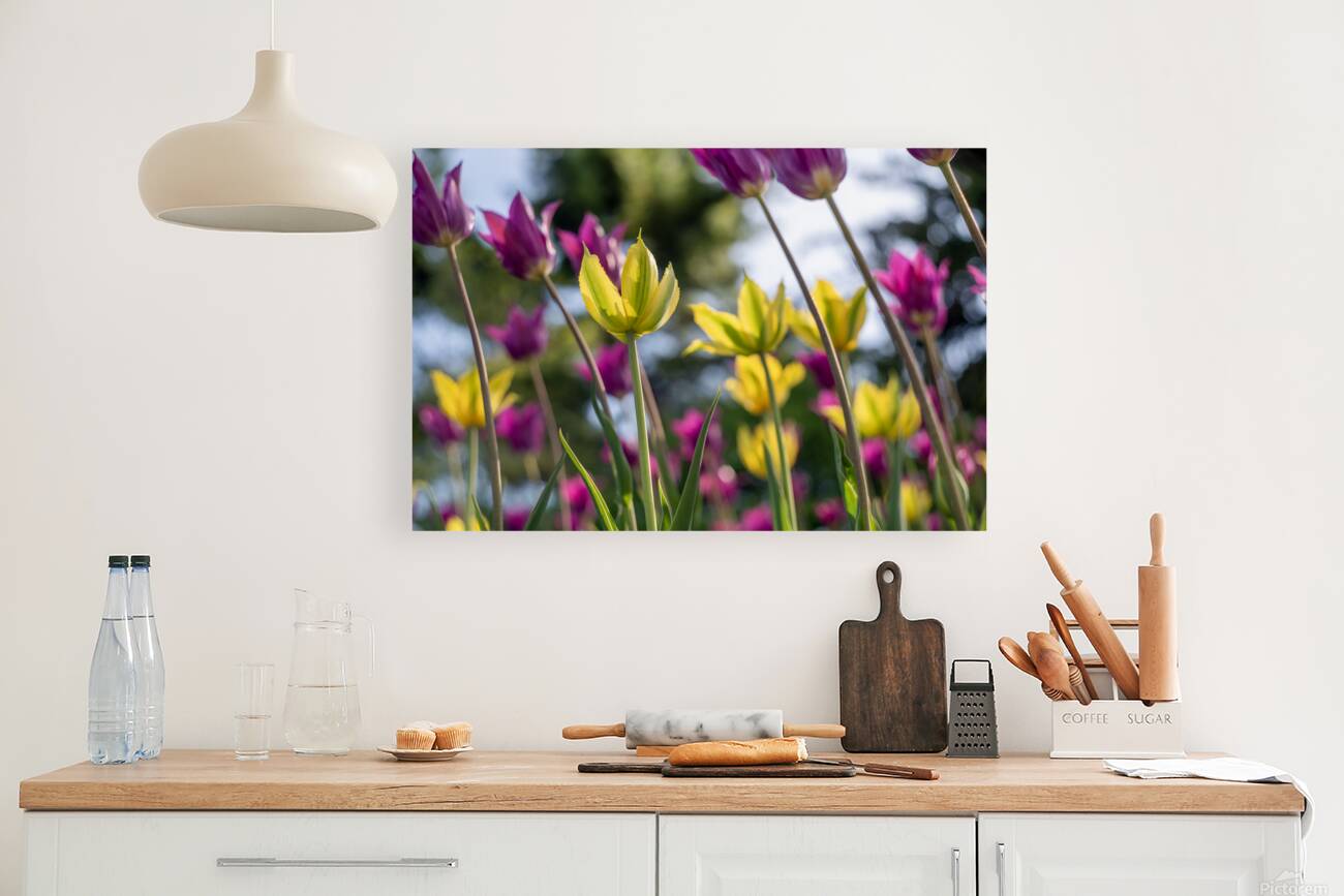  SBP7938 Reproduction