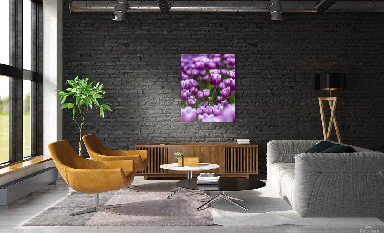  SBP6487 Reproduction