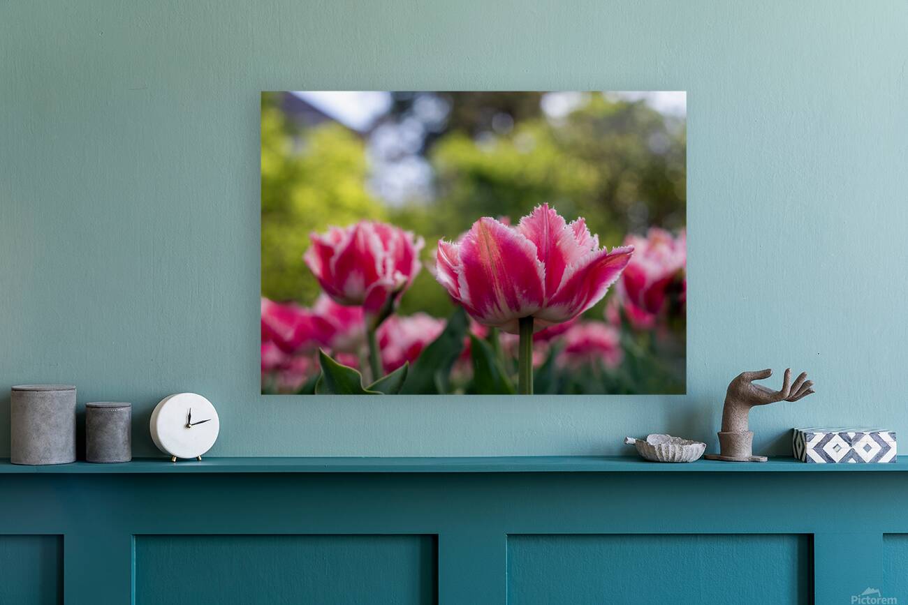  SBP7968 Reproduction