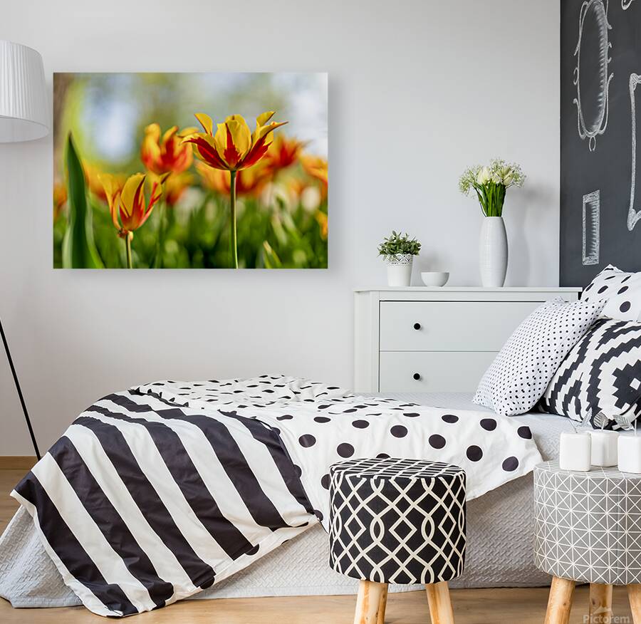  SBP6290 Reproduction