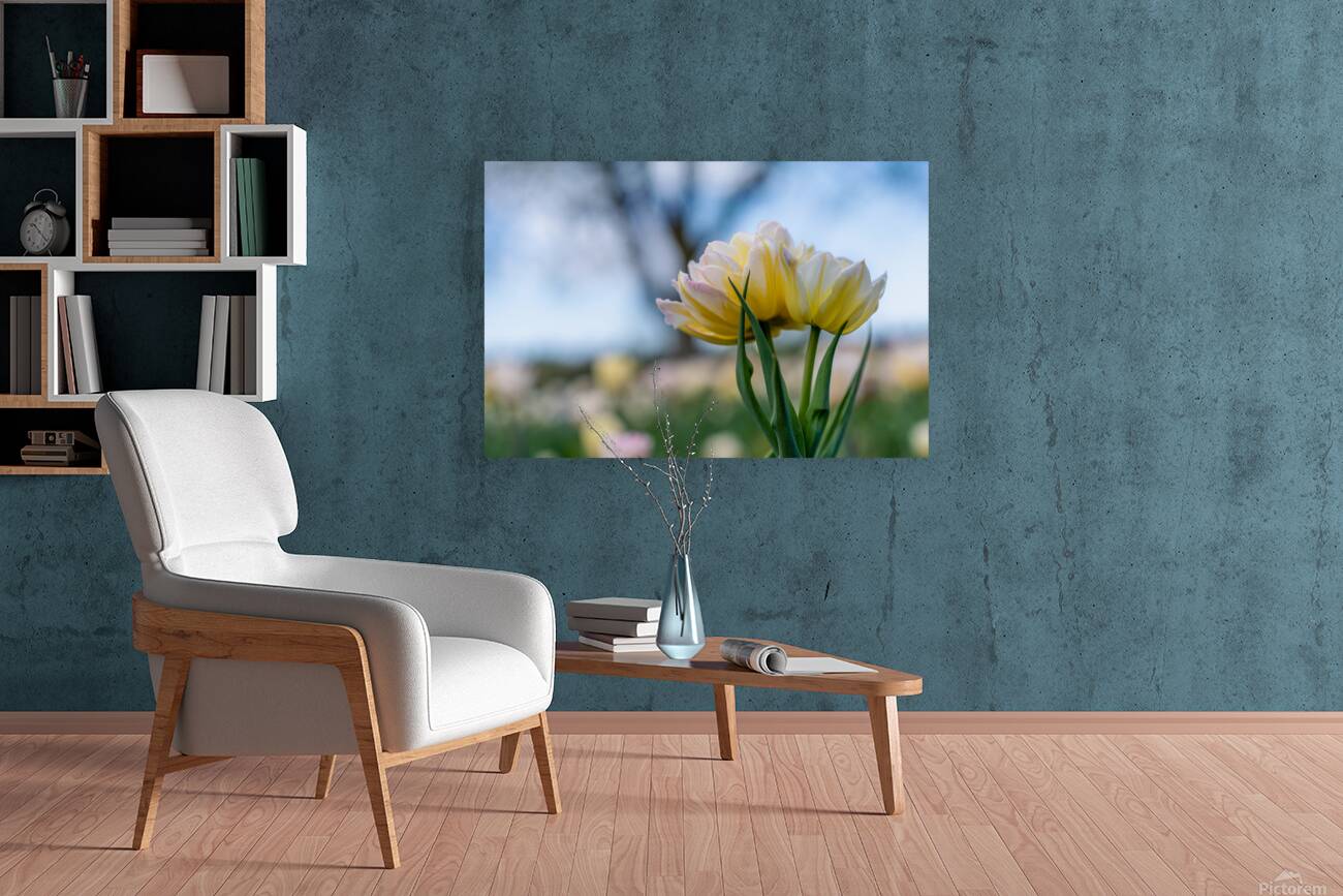  SBP7668 Reproduction