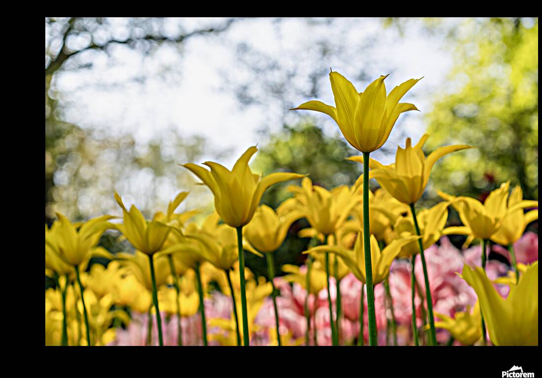 SBP6341 Reproduction