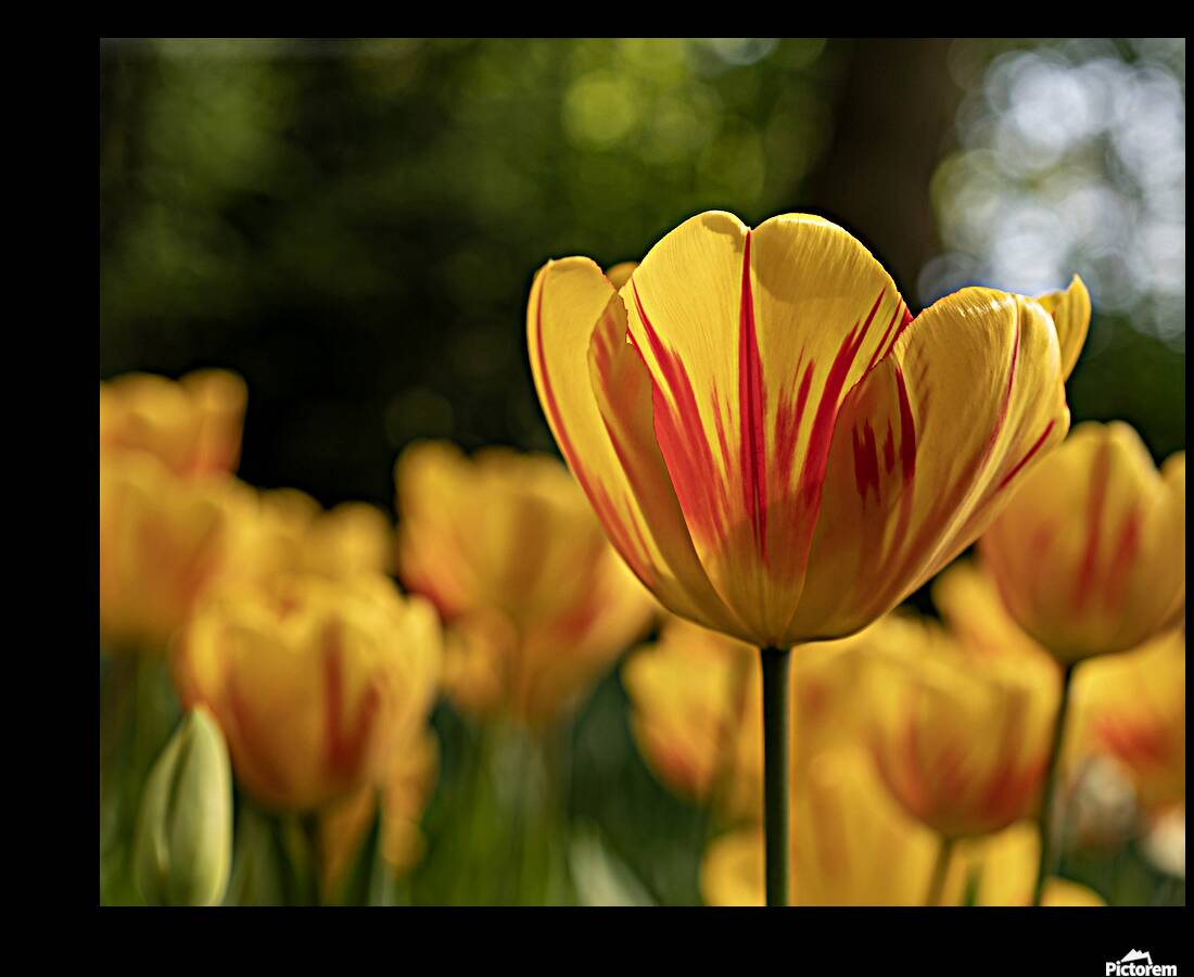 SBP6416 Reproduction