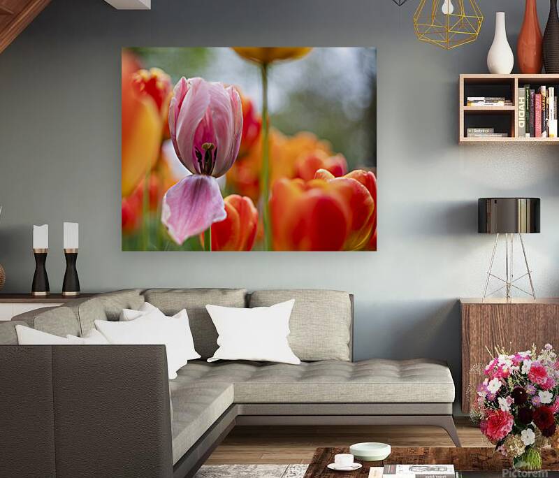 SBP5727 Reproduction