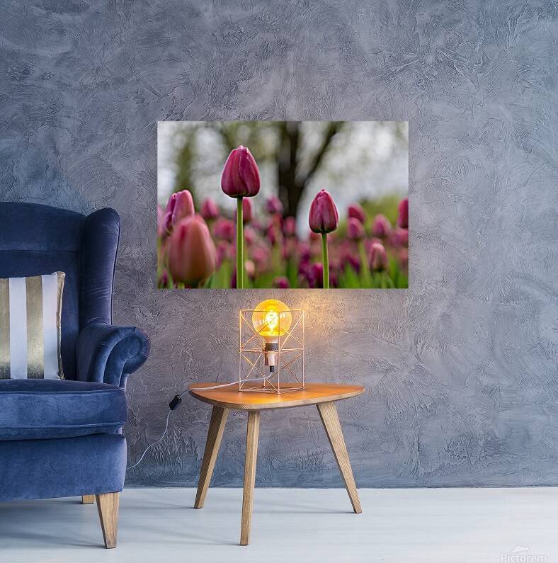 SBP6693 Reproduction