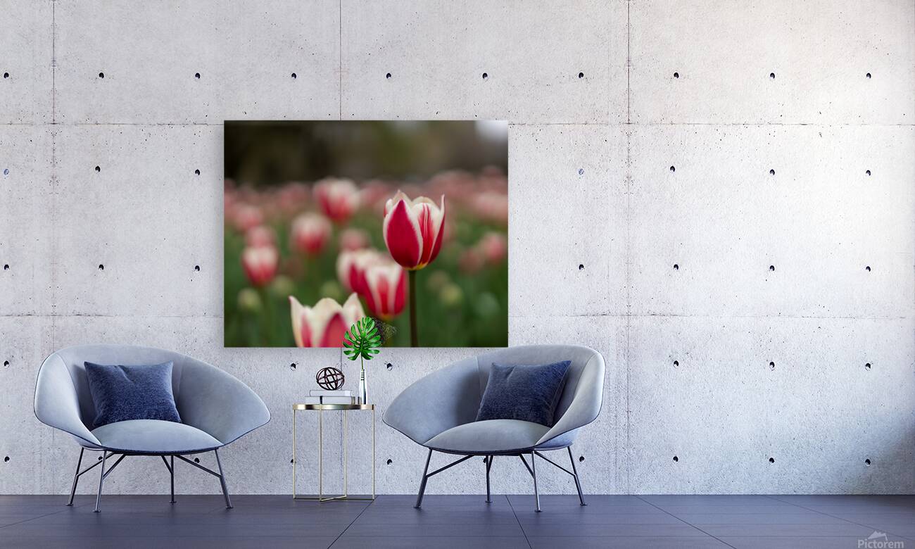 SBP6625 Reproduction