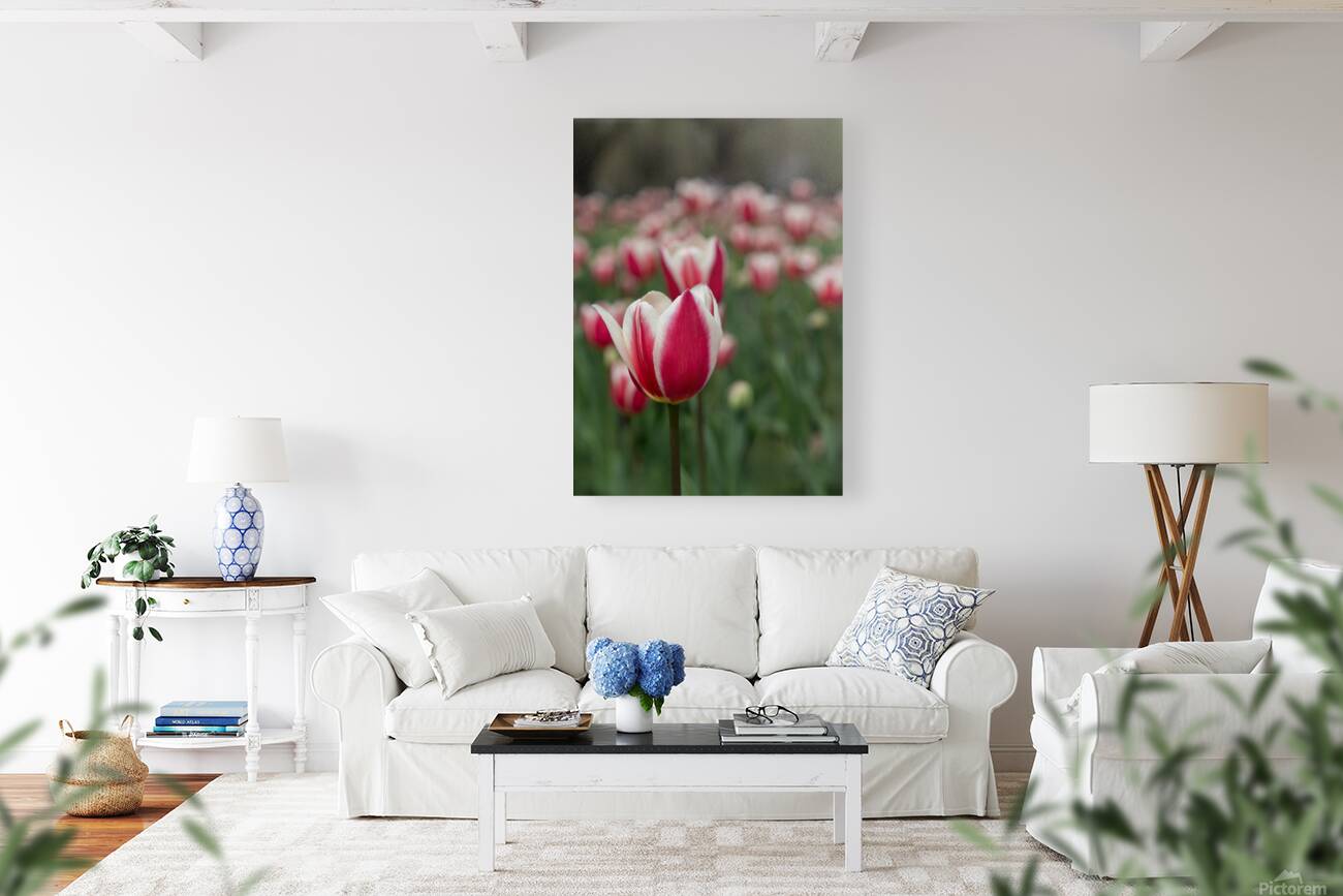 SBP6643 Reproduction