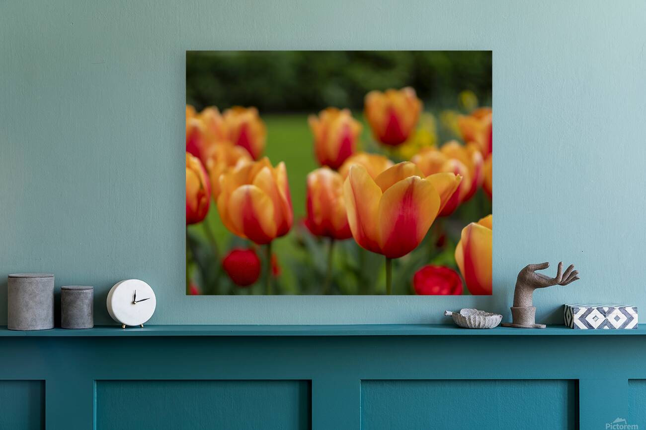 SBP5574 Reproduction