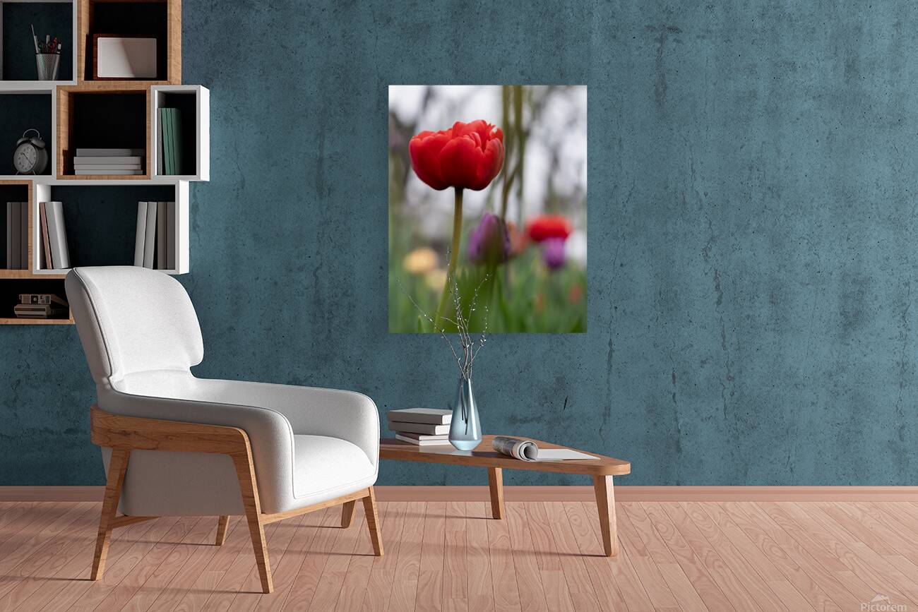 SBP6703 Reproduction