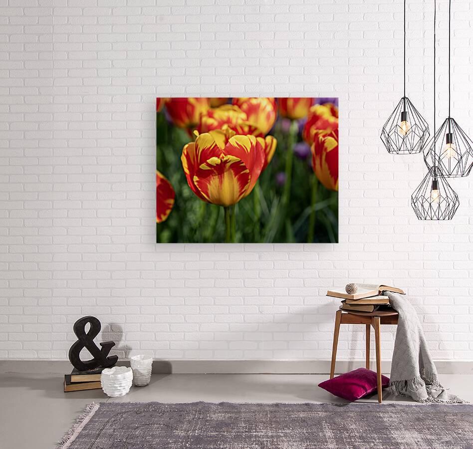 SBP6472 Reproduction