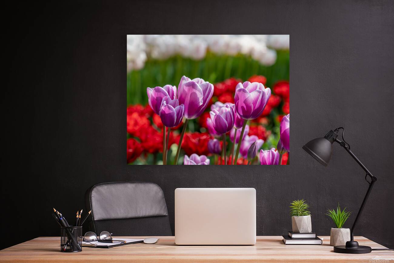 SBP6480 Reproduction