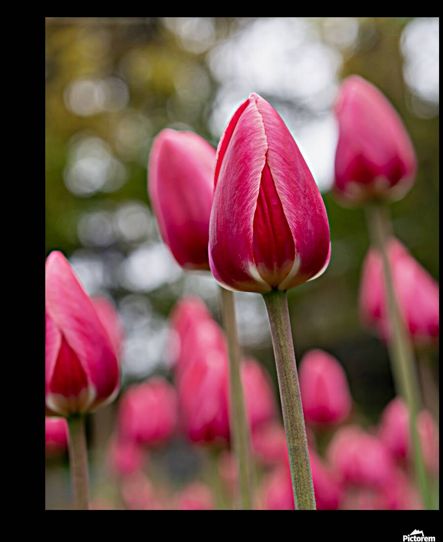 SBP6658 Reproduction