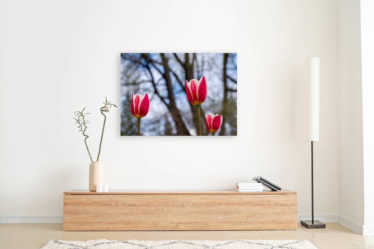 SBP6537 Reproduction