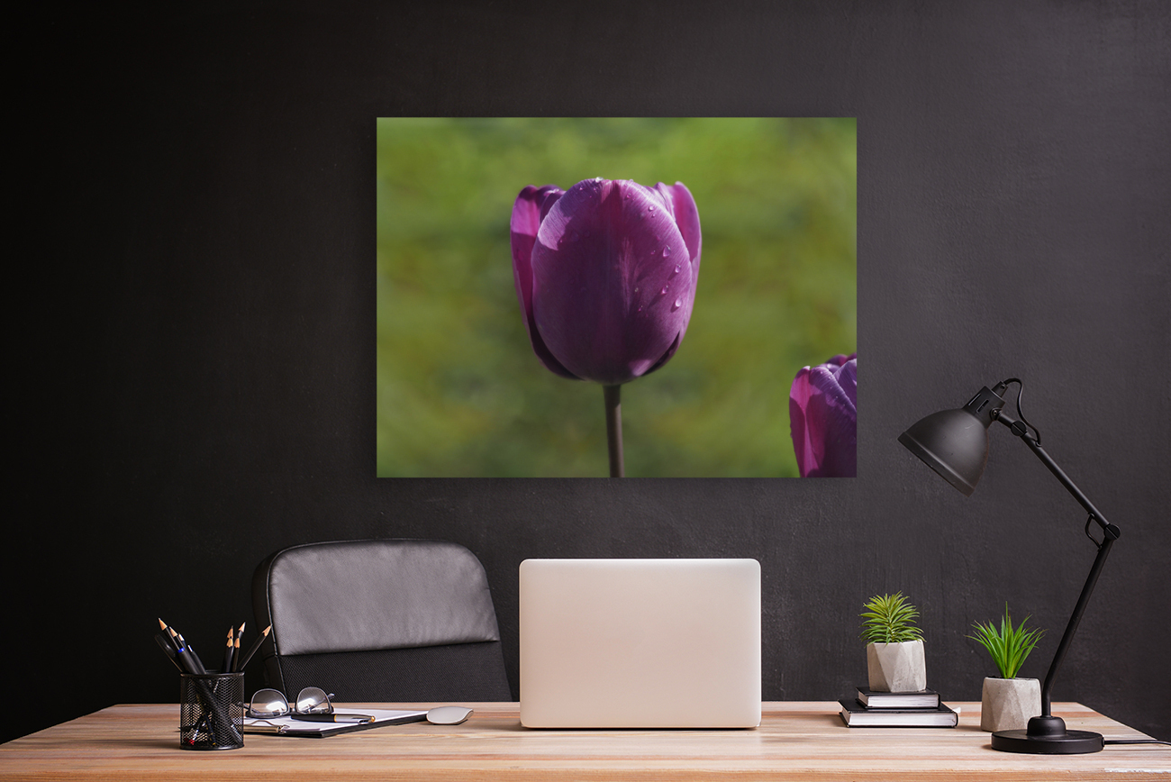 Early Morning Reproduction