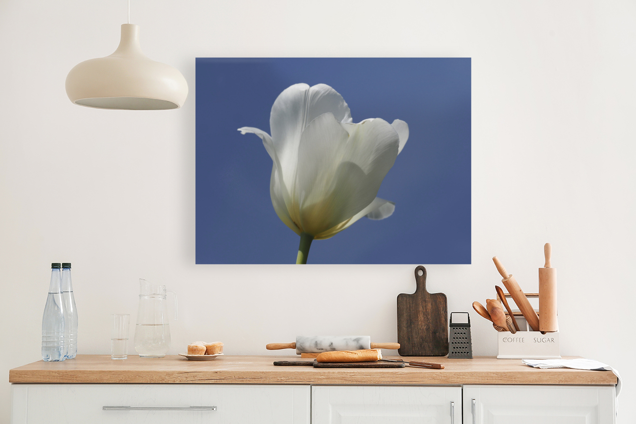 White Tulip Blue Sky Reproduction