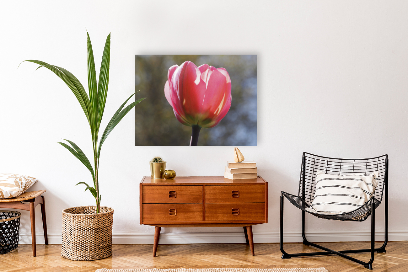 Showy Tulip Reproduction
