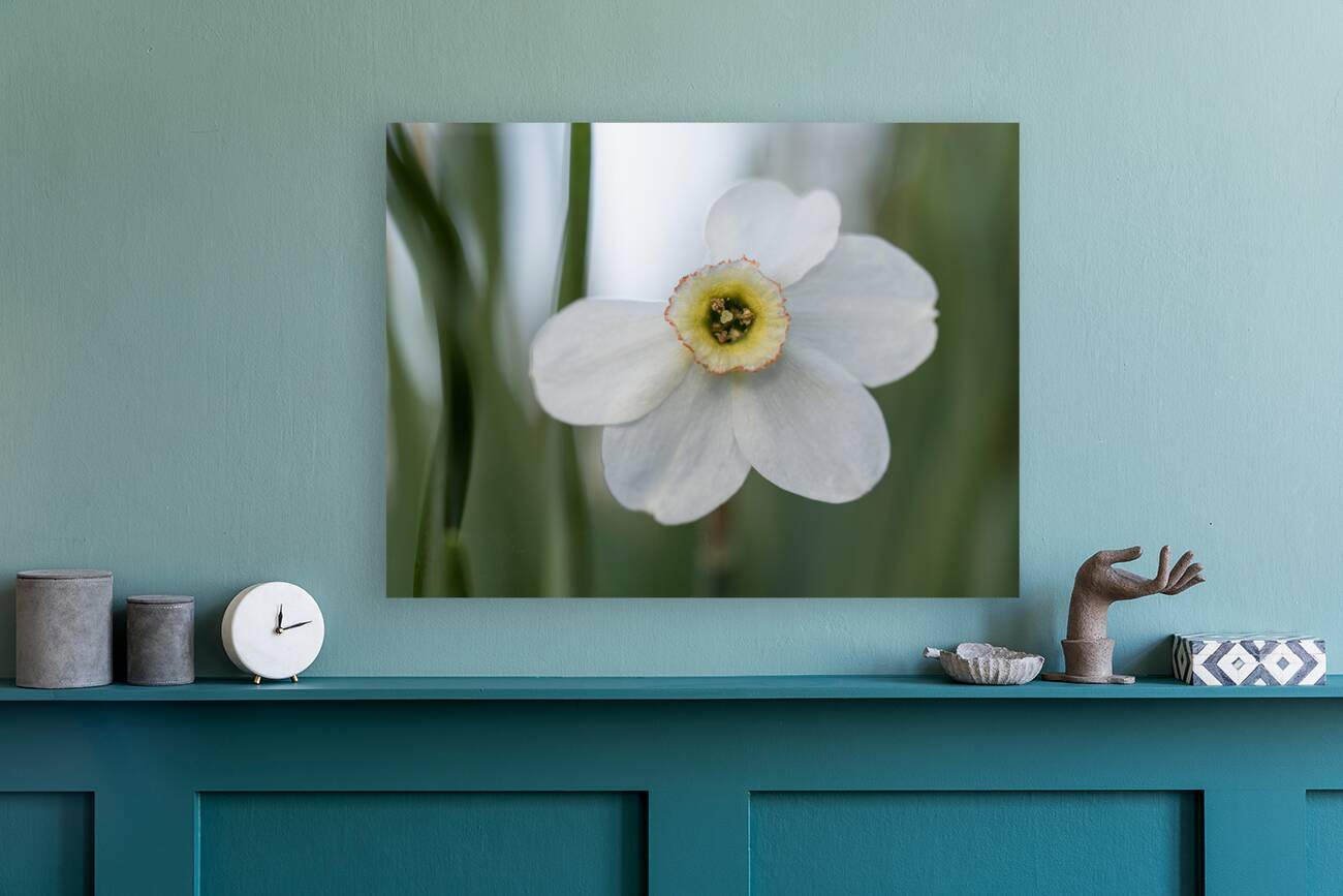 New Beginnings Reproduction